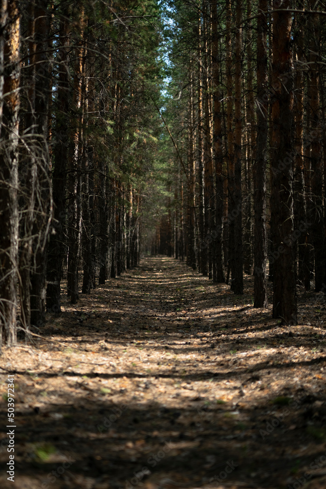 Obraz premium Pine forest belt near Nur-Sultan (Kazakhstan). High quality photo
