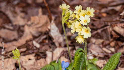 Primula elatior  oxlip  on a sunny spring day near Wallersdorf  Bavaria  Germany