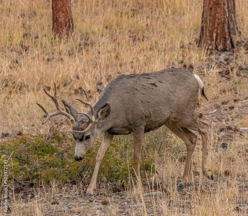 deer in the wild