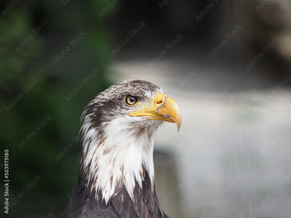 Obraz premium OLYMPUS DIGITAL CAMERA