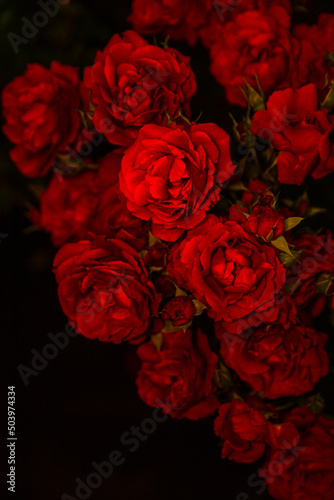 Róże © Mateusz