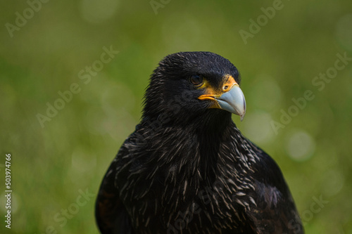 Caracara