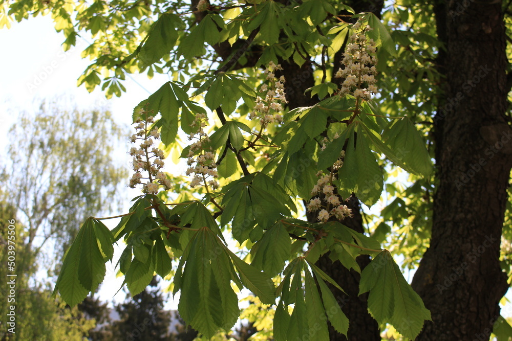 custom made wallpaper toronto digitalWhite candles of chestnuts blossomed in the spring on the trees