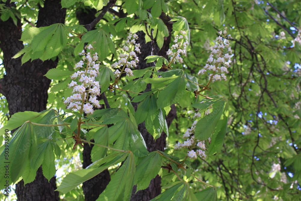 custom made wallpaper toronto digitalWhite candles of chestnuts blossomed in the spring on the trees