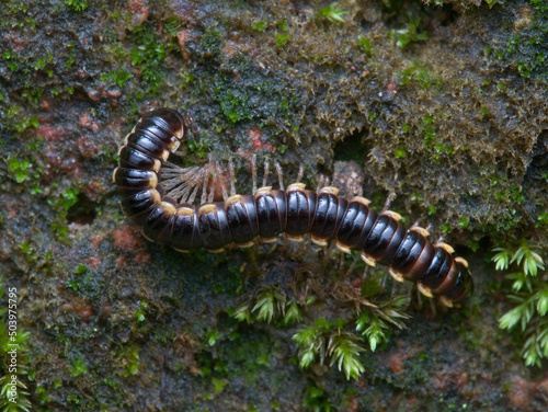 yellow spotted millipede on the mossy ground © abdul