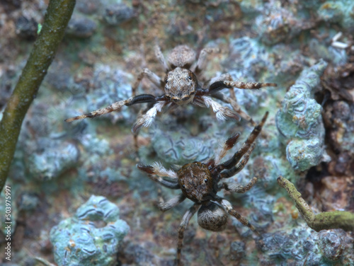 Two small jumping spiders fight on the branch