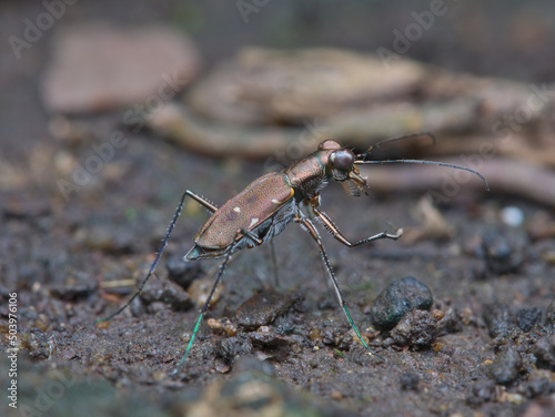 Brown tiger beetle on the ground