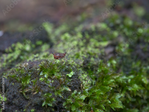 A tick on the mossy ground