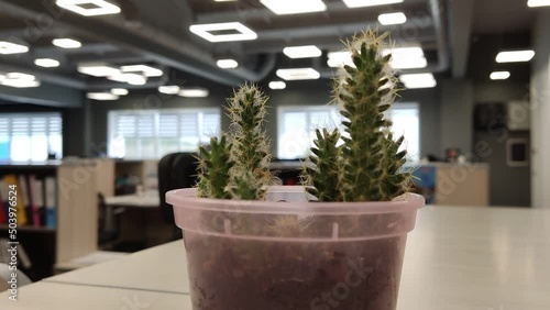 plant on the table at work. the cactus is in focus, the office is out of focus in the background