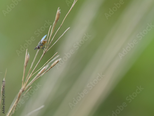 A fly on the dried grass © abdul