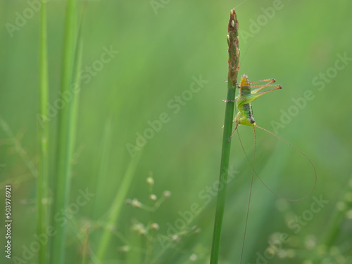 Beautiful a bush cricket on the grass