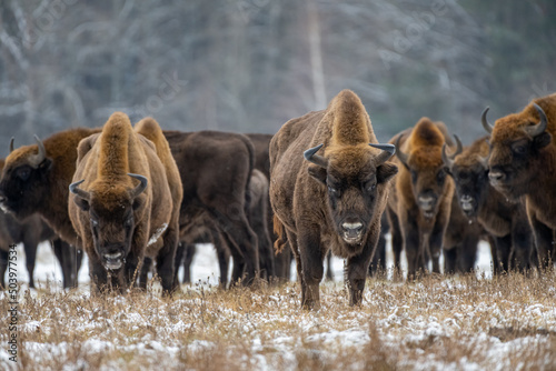 Herd of bison standing in Winter landscape, Biaowiea Forest, Poland photo