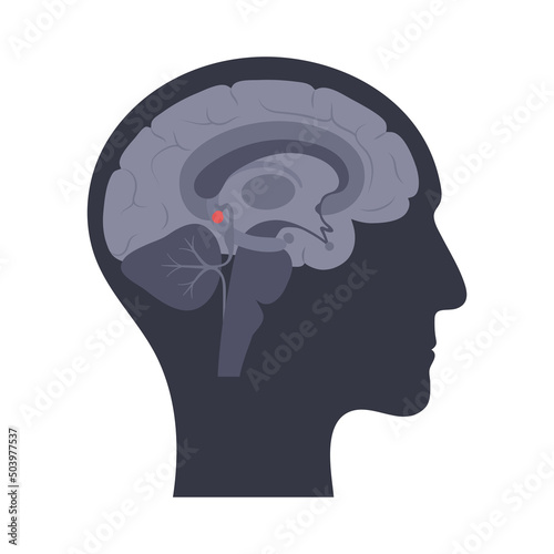 Pineal gland anatomy