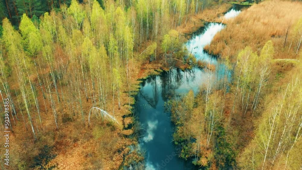 4K Aerial View Of Young Birches Growing Among Small Marsh Bog Swamp In Spring Season. Deciduous Trees With Young Foliage Leaves In Landscape. Sky And Clouds Reflected In Small River Waters. 4K Aerial View Of Young Birches Growing Among Small Marsh Bog Swamp In Spring Season. Deciduous Trees With Young Foliage Leaves In Landscape. Sky And Clouds Reflected In Small River Waters.