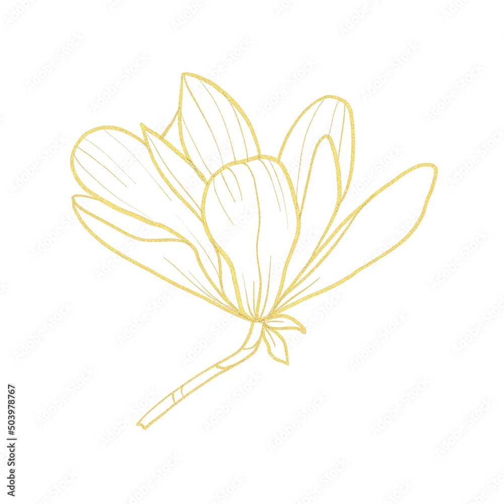 Gold line Illustration of magnolia flower