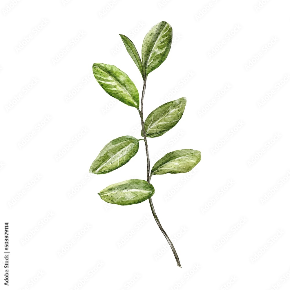 Fototapeta premium young plant isolated on white background