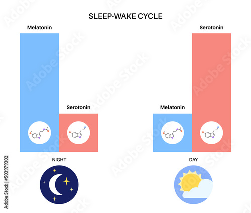 Sleep wake cycle