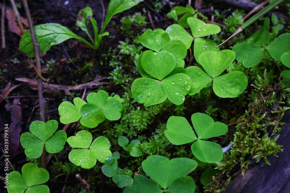 Group of clovers among the forest ground moss and sticks dark wood background Group of clovers among the forest ground moss and sticks dark wood background