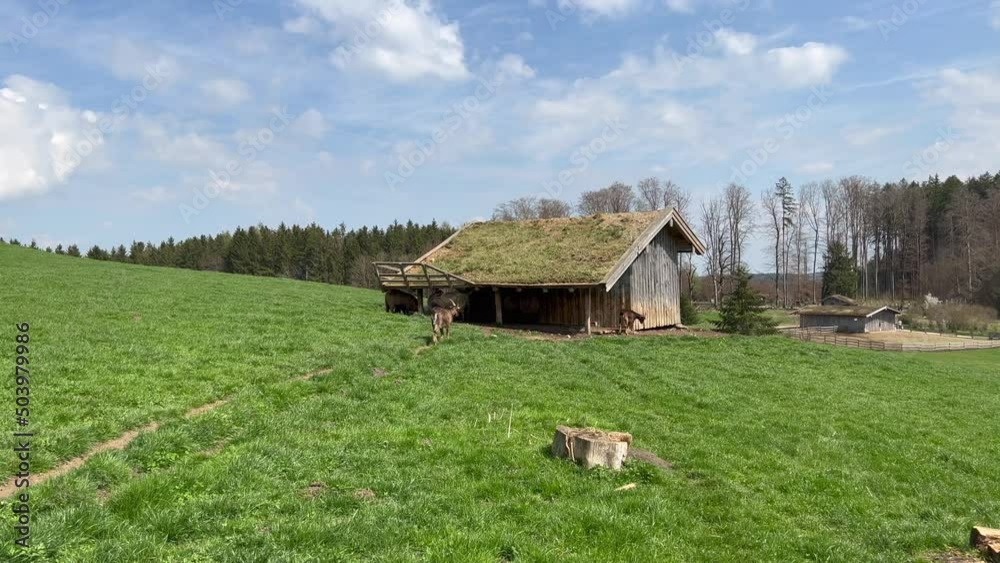 Two goats walking on grass field by forest against sky Two goats walking on grass field by forest against sky