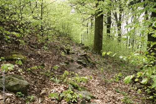 forest natural landscape of northern bohemia