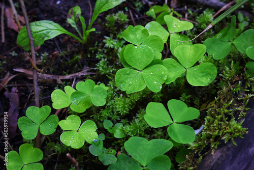 Group of clovers among the forest ground moss and sticks dark wood background