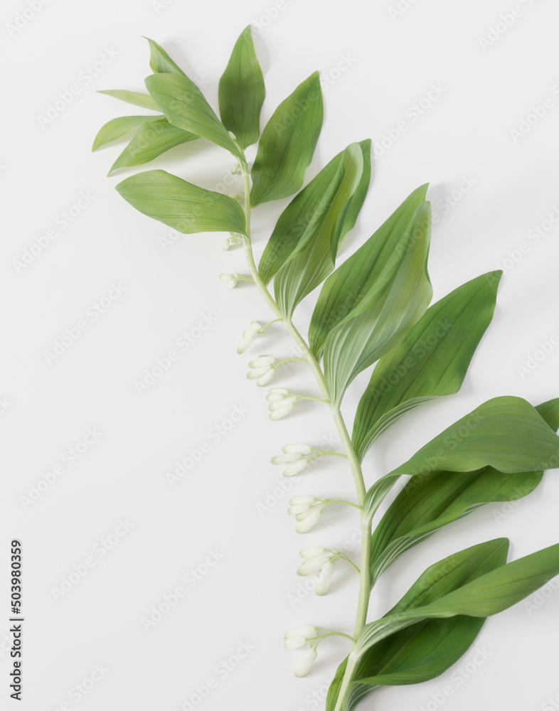 Fototapeta premium Polygonatum branch with white flowers and green leaves. Isolate on a white background. Top view. Solomon's seal.