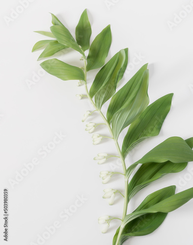 Polygonatum  branch with white flowers and green leaves. Isolate on a white background. Top view. Solomon's seal. photo