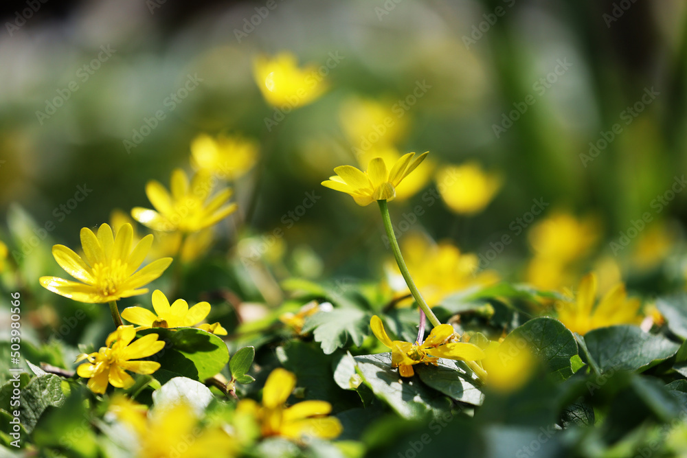 żółte kwiatuszki  w blasku porannego słońca i zieleni.  - obrazy, fototapety, plakaty 