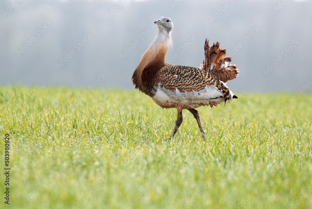 Adult male of Great bustard with rutting plumage with the first light of a spring day in a field of cereal Adult male of Great bustard with rutting plumage with the first light of a spring day in a field of cereal