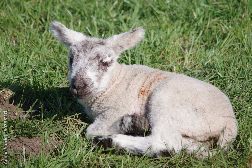 Obraz premium New Born Lamb