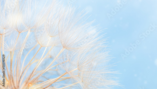 Macro Dandelion on a light blue background