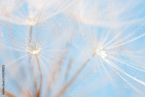 Dandelion with water drops over light blue background