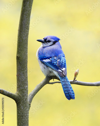 blue jay standing on the tree branch in spring