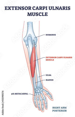 Extensor carpi ulnaris muscle for arm and hand wrist movement outline diagram. Labeled educational fusiform muscular system in lateral part of posterior forearm vector illustration. Skeletal bones. photo