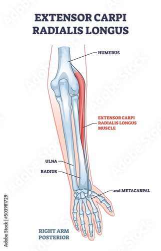 Extensor carpi radialis longus muscle with arm and hand bones outline diagram. Labeled educational fusiform muscular system in lateral part of posterior forearm vector illustration. Wrist movement.