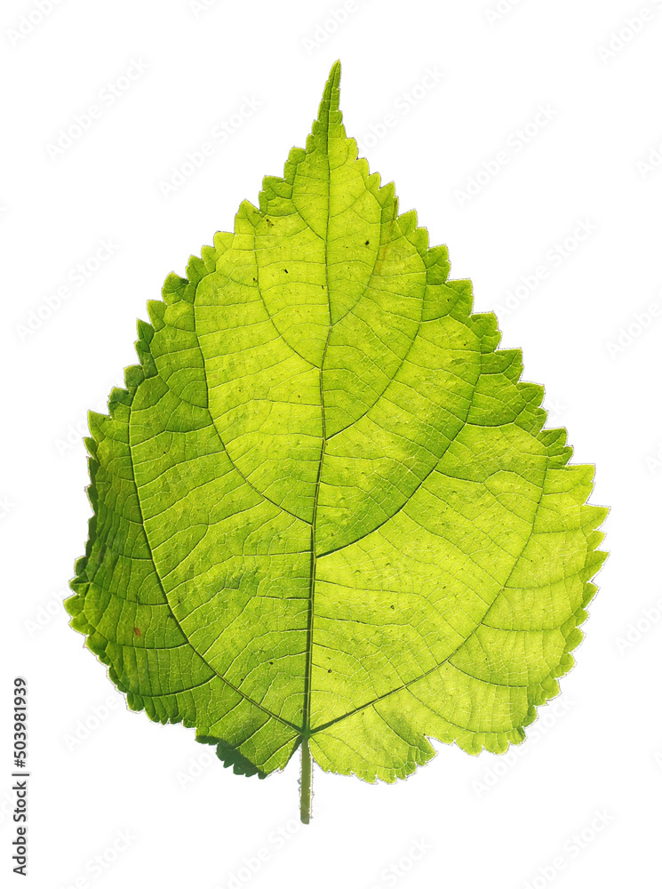 closeup green leaf backlit by sunset closeup green leaf backlit by sunset