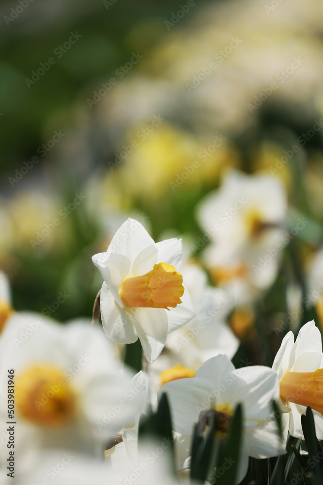 Fototapeta premium żółte kwiatuszki w blasku porannego słońca i zieleni. 