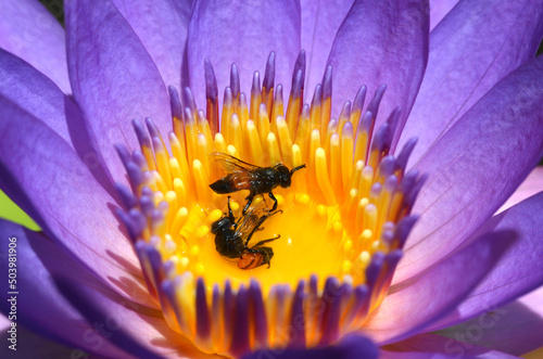 bees dead inside the lotus