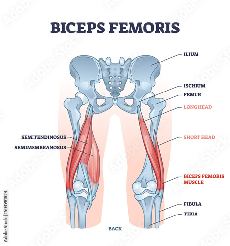 Biceps femoris muscle with human leg and thigh structure outline diagram. Labeled educational medical physiology scheme with detailed bone anatomy vector illustration. Hamstrings muscular system.