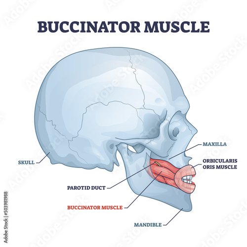 Buccinator muscle with human major facial and chin bones outline diagram. Labeled educational scheme with parotid duct, mandible and maxilla location and physiological anatomy vector illustration.