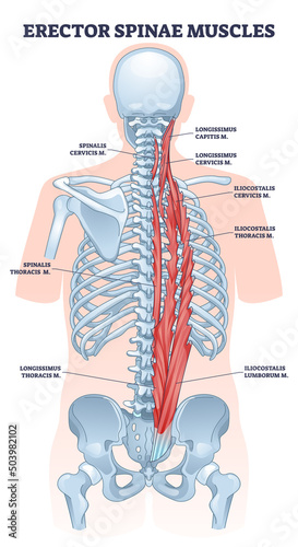 Erector spinae muscles with human back muscular system outline diagram. Labeled educational scheme with vertebrae lateral, column or medial parts division vector illustration. Medical superficial view photo