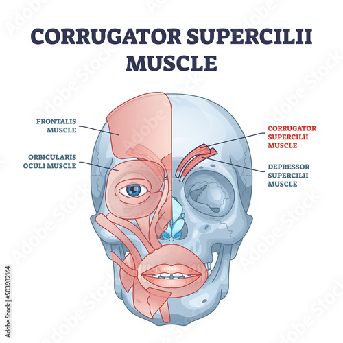 Corrugator supercilii muscle anatomy for eyebrows movement outline diagram. Labeled educational face muscular system explanation with facial physiology vector illustration. Occipitofrontalis location. photo