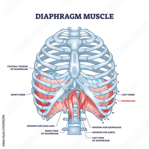 Diaphragm muscle as body ribcage dome muscular system outline diagram. Labeled educational scheme with human bones for respiration and breathing vector illustration. Thoracic skeletal muscle location. photo