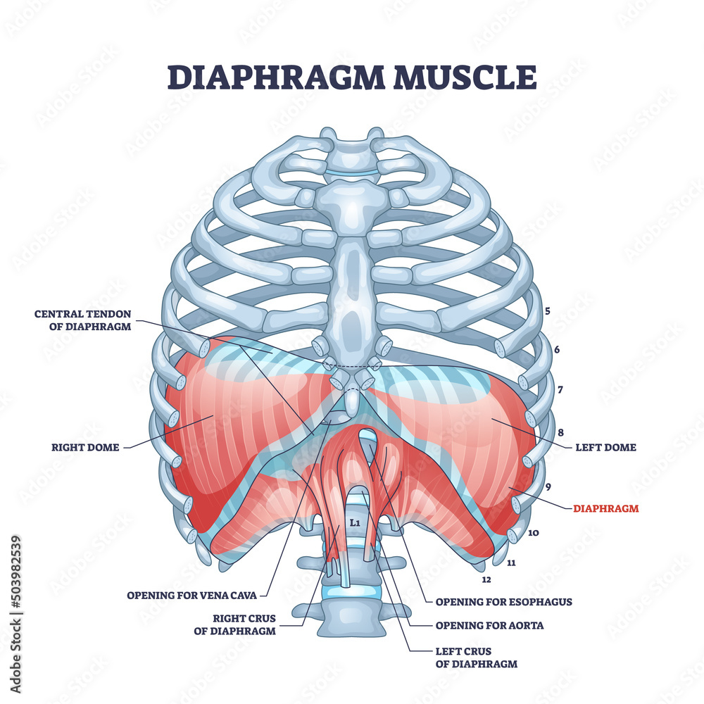 Diaphragm Muscle Structure With Transparent Ribcage Bones Outline 