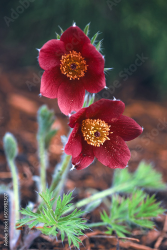 Frühlingsreise durch Tulpenbeete 