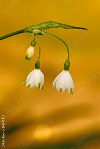 Frühlingsreise durch Tulpenbeete 
