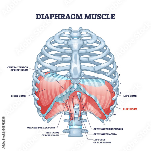 Diaphragm muscle structure with transparent ribcage bones outline diagram. Labeled educational scheme with muscular system for central tendon, dome and openings for esophagus vector illustration. photo