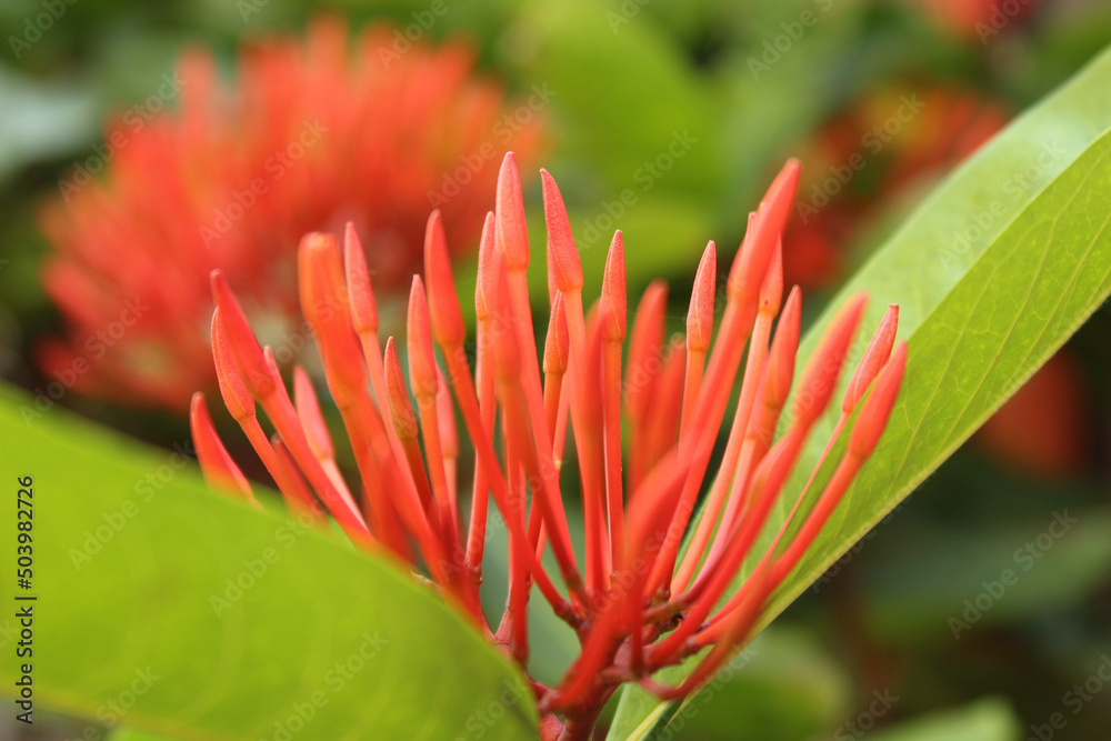 red and yellow flower