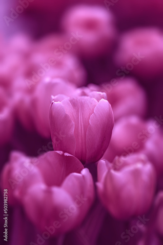 Frühlingsreise durch Tulpenbeete 