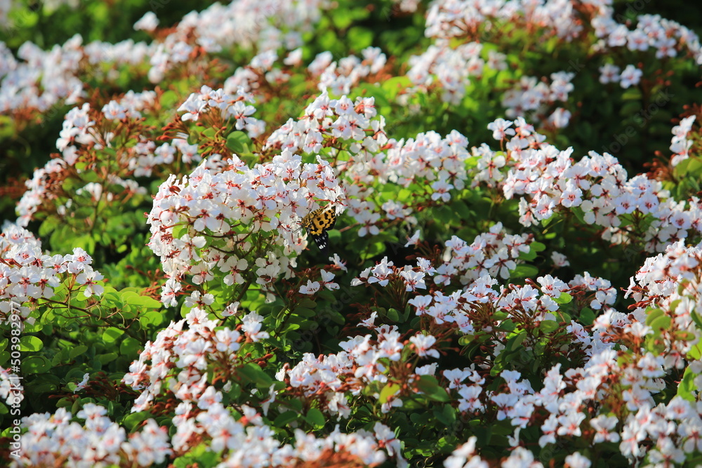 Obraz premium the growing flowers in the garden